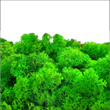 „Zachód słońca V” – ekologiczny obraz z mchem i romantycznym motywem