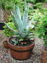 Drewniana donica 18 litrów kolor orzech