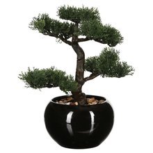 Drzewko bonsai w czarnej doniczce 36 cm