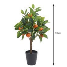 Drzewko pomarańczy w donicy 70 cm